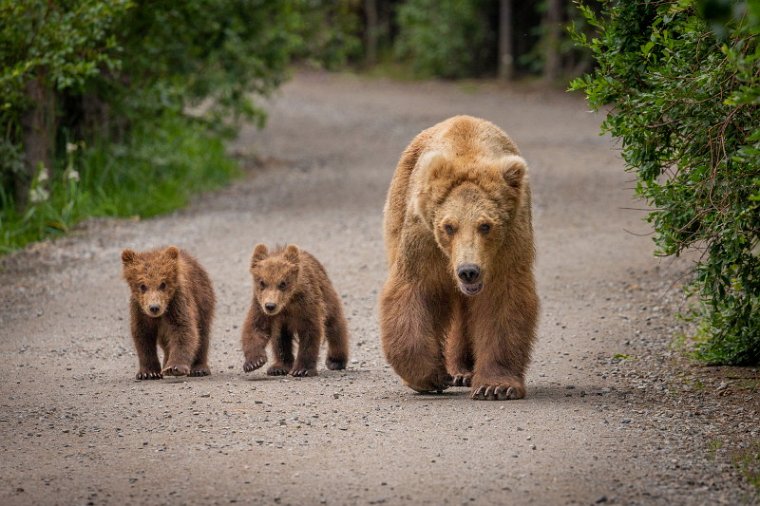 144 Katmai NP, bruine beren.jpg